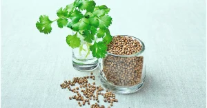 coriander