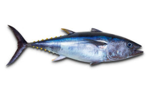 tuna