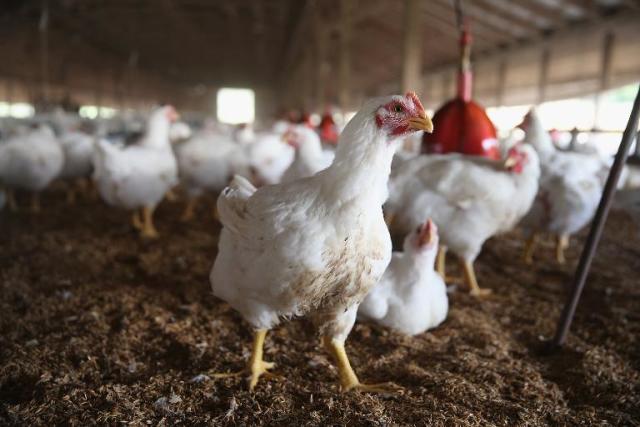 Odisha Govt Issues Alert On Bird Flu Outbreak