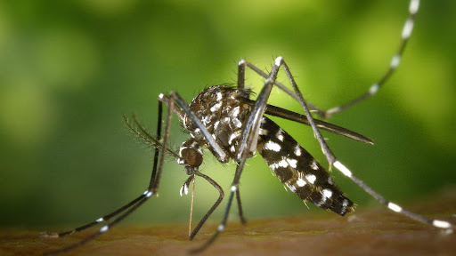 dengue