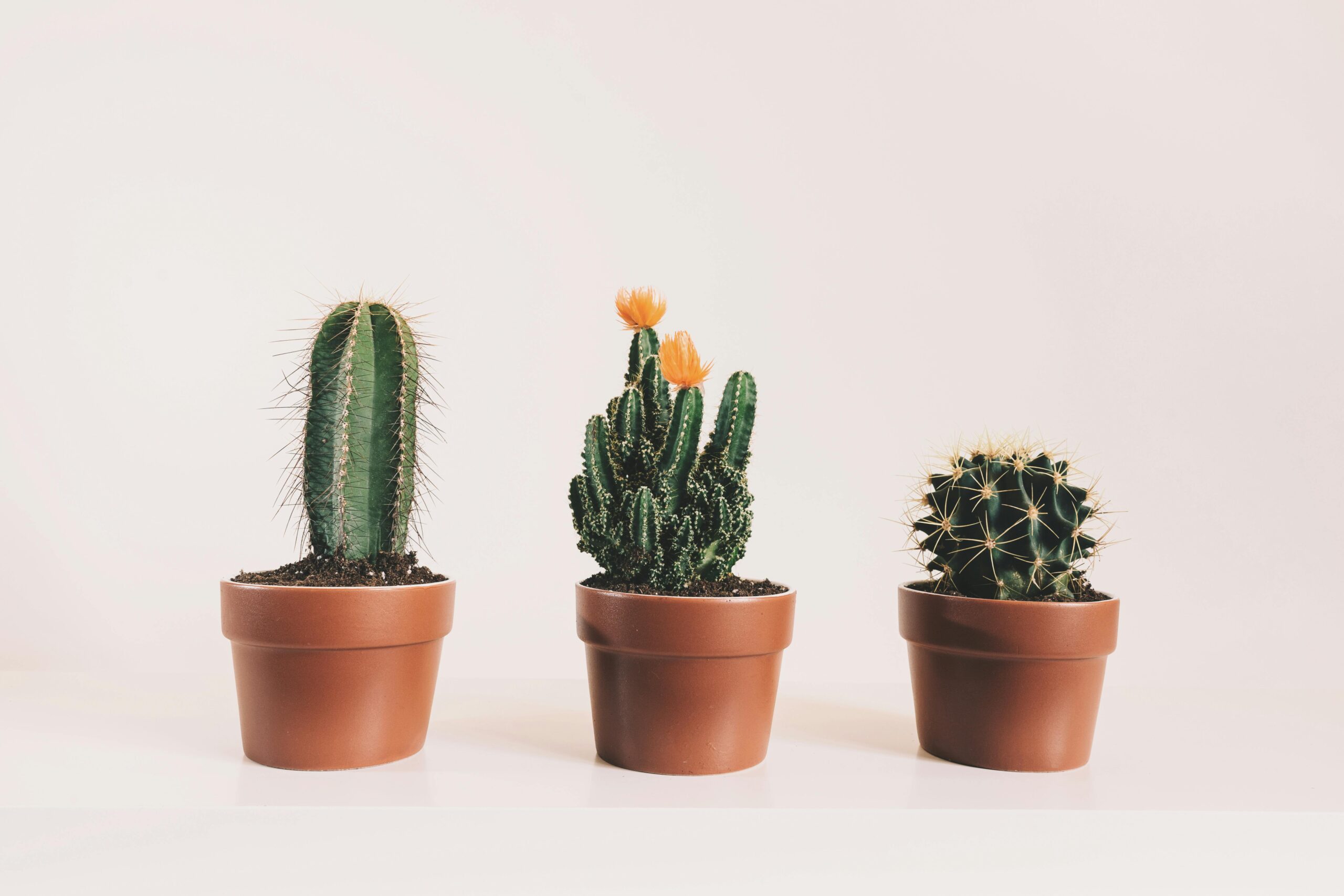 The Surprising Health Benefits of Cactus: Nature’s Nutritional Powerhouse