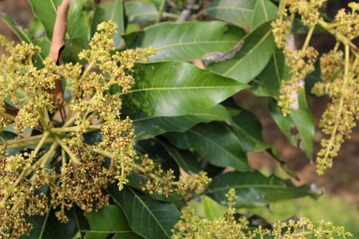 The Hidden Health Benefits of Mango Flowers: Nature’s Powerful Remedy