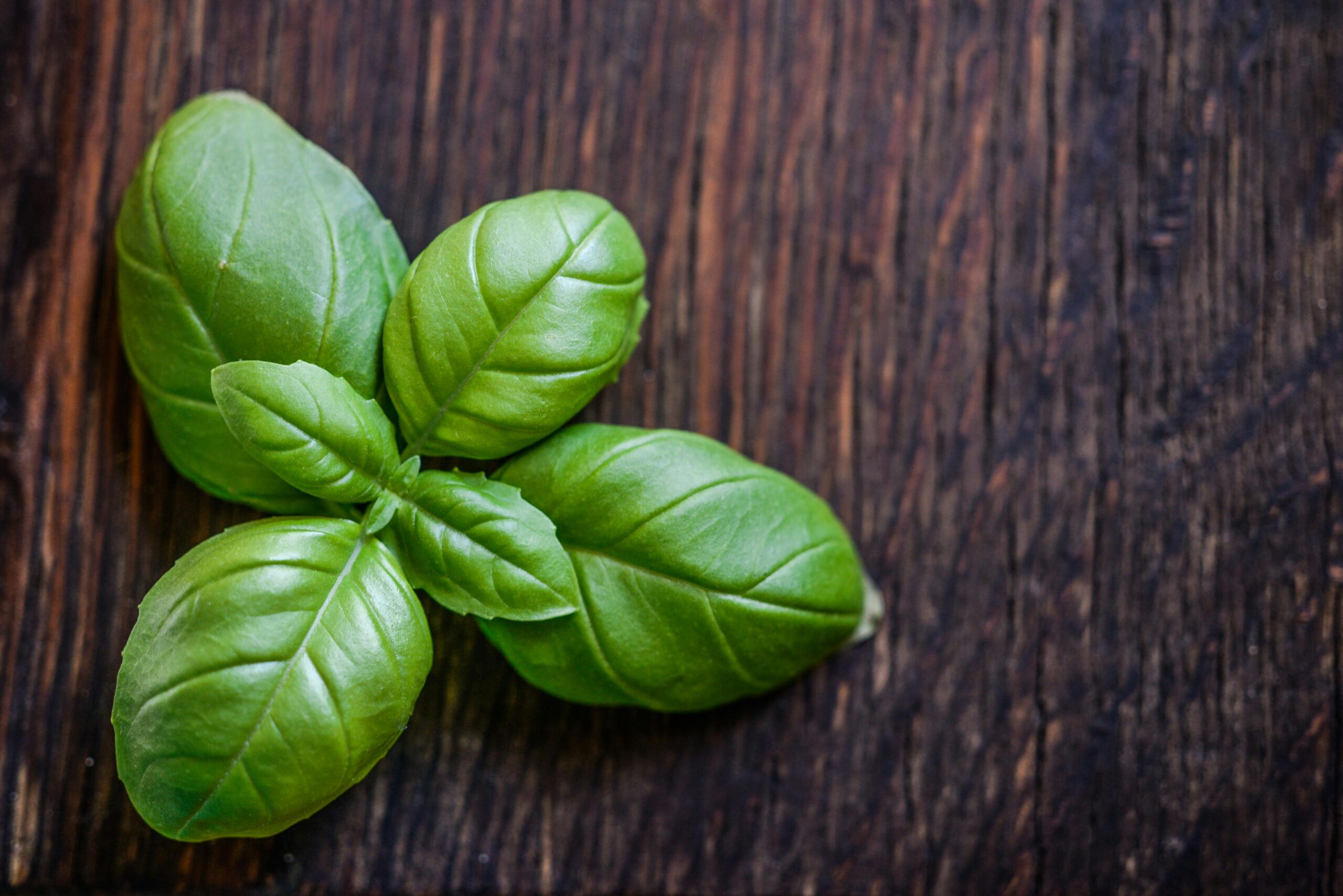 The Incredible Health Benefits of Basil: A Super Herb for Wellness