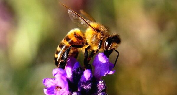 bee
