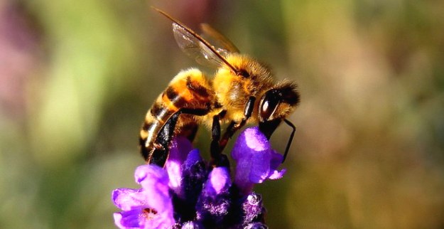 Buzzing for Our Health: Why World Bee Day Matters More Than Ever