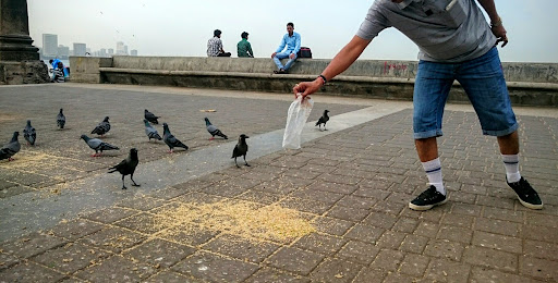 pigeon