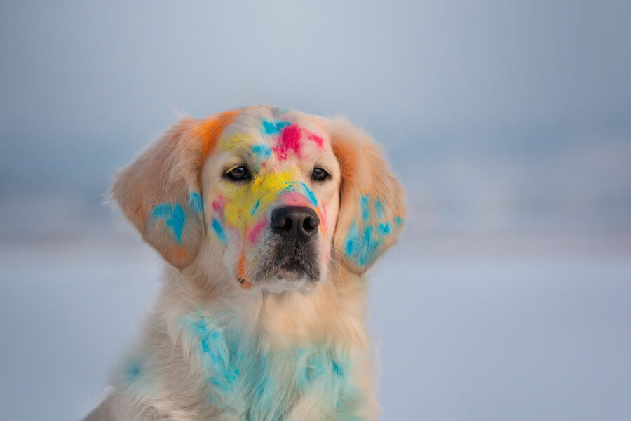 Celebrate a Pet-Friendly Holi: Keeping Animals Safe During the Festival of Colors